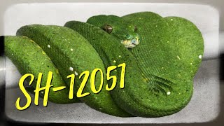 Green Tree Python Morelia Viridis From Rico Walder At Signal Herp [upl. by Newfeld]