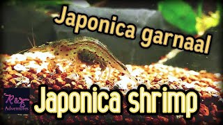 Japonica shrimp Japonica garnaal [upl. by Lorac]