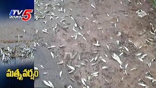 Fish Rain in Nuziveedu  Fishes Fall From the Sky  TV5 News [upl. by Tammie]