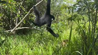 Cute gibbons couple joyful moments in Tree  Primates Planet [upl. by Thorrlow166]