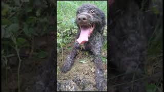 Lagotto Total Truffle Triumph [upl. by Harlow760]