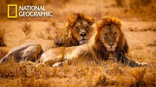 The Kings Of Desert  Our Climate  Lion Pride Documentary  National Geographic Documentary 2023 [upl. by Pardew]