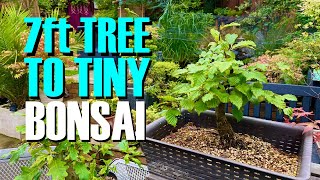 Hornbeam “Stumpy” Bonsai Project Update [upl. by Moffit50]