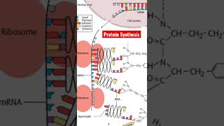 How Polypeptides Are Formed Step by Step  A Detailed Explanation of Cell Biology [upl. by Hameean]