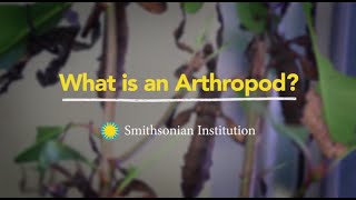 What is an Arthropod [upl. by Ycal]