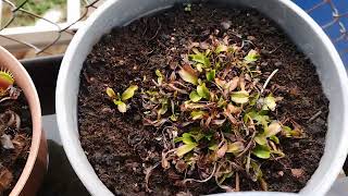 Venus fly traps in winter dormancy venusflytrapsgrowembig433 [upl. by Spear]