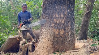 Never give up Cut down a big tree in the heavy rain ‼️ [upl. by Florance]