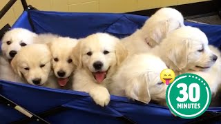 30 Minutes of the Worlds CUTEST Puppies 🐶💕 [upl. by Donnelly]