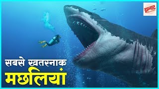 दुनिया की सबसे जानलेवा मछलियां  Most dangerous fishes in the world in hindi  Jhannaat Facts [upl. by Nyrol]