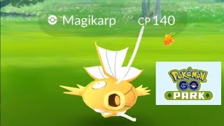 Best IV Shiny Magikarp caught in Shiny Pikachu Outbreak Pokemon Go park [upl. by Lanos]