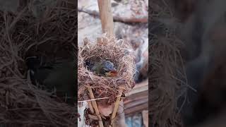 Garden sunbird Baby Bird eats food biting mothers mouth bird birds nest [upl. by Gnoud]