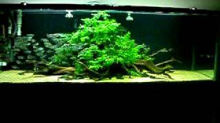 Aquascaping Moenkhausia costae in a 6 ft freshwater aquarium [upl. by Laban68]