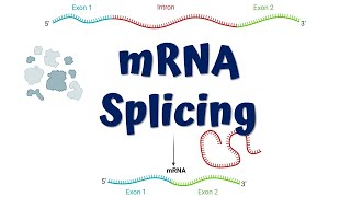 mRNA Splicing animation  Steps of mRNA Splicing [upl. by Pretrice]