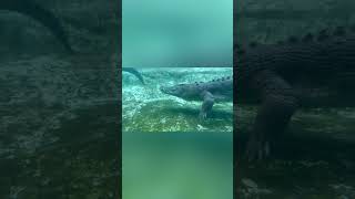 Shocking Enormous Crocodile Hunt Buffalos Caught on Camera amazing movie [upl. by Christiane822]