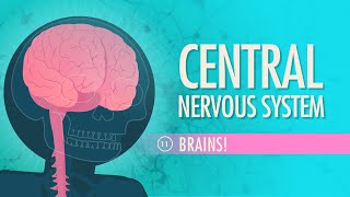 Central Nervous System Crash Course Anatomy amp Physiology 11 [upl. by Seften224]