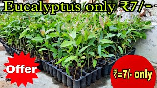 quot🌱 Eucalyptus Plants for Just ₹7 🌱quot [upl. by Annel]