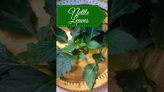 Health Benefits of Stinging Nettle Leaves [upl. by Giacamo]