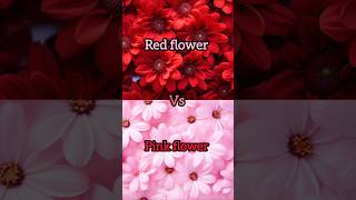 Red flower🌹❤️vs pink flower 🌷💖gown👗heels👠nail💅lipstick💄watch⌚ring💍cake🎂shortsviral [upl. by Mungo]