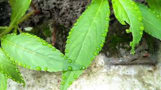 Amazing guttation on Dopati leaf [upl. by Arrek]