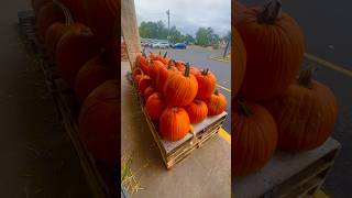 Produce junction Willingboro area amazing fall selection 🎃 flowers vegetables Pumpkins Flowers [upl. by Yerahcaz]