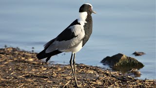 Blacksmith Lapwing call  sound [upl. by Gibeon]