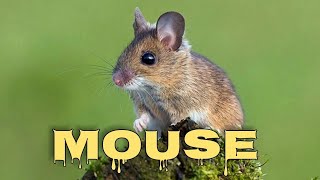 Mouse sounds for cats mice squeaking [upl. by Geneva]