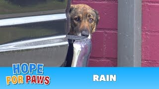 Homeless German Shepherd cries like a human I have never heard anything like this dog [upl. by Eissen679]