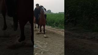 TENT PEGGING PRACTICE AT MY FARM hillalsalmanmaitla horsetrainer horse horseriding tentpegging [upl. by Gratia]