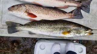 Steinhatchee FL fishing for Redfish and Trout in early February  John Sims Cooper City [upl. by Llerahc]