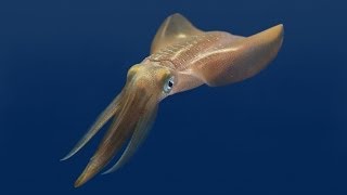 Tentacles The Astounding Lives of Octopuses Squid and Cuttlefishes [upl. by Doelling]