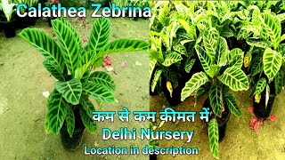 Calathea Zebrina plants trendingvideo gardening calathea plants delhi wholesaleindoorplants [upl. by Powder119]