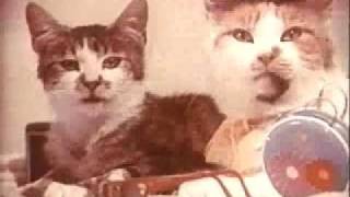 1970 Vintage Purina Cat Food Commercial [upl. by Christianson]