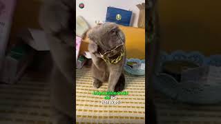 KEDİLERİN TARİHSEL YOĞURMA GEÇMİŞİ [upl. by Ttnerb]