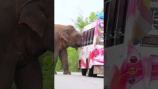 Sudden elephant appearances on roads can lead to panic among driverselephant [upl. by Mohandis506]