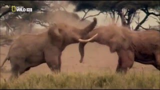 Elephant vs Elephant Deadliest Fight  Nat Geo wild [upl. by Sunda]