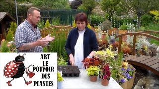 JardinageComment faire une Bouture de coléus Plante annuelle [upl. by Aliak]