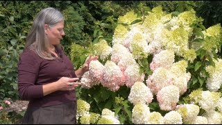 Which Panicle Hydrangea is Right For You  Part One Fullsized Hydrangeas [upl. by Mattland770]