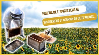 Erreur de lapiculteur  Secouement et fusion de ruchesS02E23 [upl. by Freeborn]