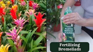 How to Fertilize Guzmania Plant  Fertilizing Bromeliads [upl. by Eerehs639]