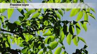 black ash Fraxinus nigra [upl. by Aenert]