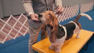 Basset Hound  Hands On Exam [upl. by Idnerb]