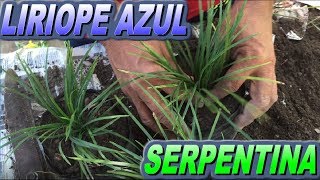 Como reproducir la planta  Liriope spicata Liriope MuscariLiriope Azul  Info Garden [upl. by Arimak]