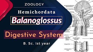 Balanoglossus  Digestive System  B Sc Ist year  Zoology [upl. by Desireah]