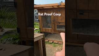 Rat Proof Coop [upl. by Natka]