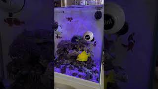 Beautiful coral reef tank setup for saltwater aquarium  Sak Lo Fish TV [upl. by Nylasej207]