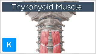 Thyrohyoid Muscle Origin and Insertion  Human Anatomy  Kenhub [upl. by Tony]