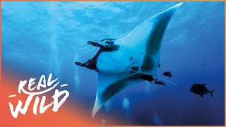 Life Of The Giant Manta Ray  Blue Realm Of San Benedicto  Real Wild [upl. by Hiro106]