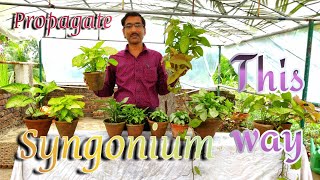 Secrets of Growing Cuttings of Syngonium or Arrowhead Plants [upl. by Atnahsal]