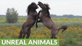 Wild Konik horses battle it out on Dutch Wetlands [upl. by Ecam]