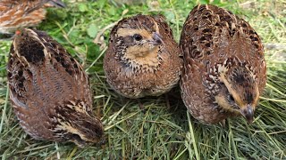 Bobwhite Quail 🌱🐤 [upl. by Erodavlas]